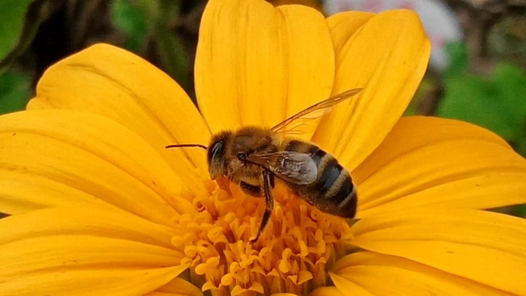 La mise en contact du pollen sur le stigmate permet la fécondation des plantes et ainsi la production des fruits, contenant les précieuses semences