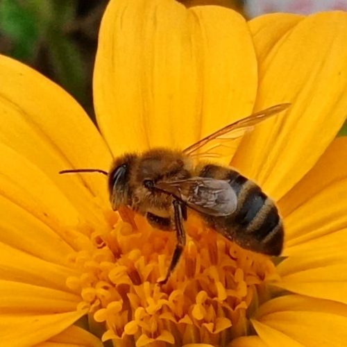 La mise en contact du pollen sur le stigmate permet la fécondation des plantes et ainsi la production des fruits, contenant les précieuses semences