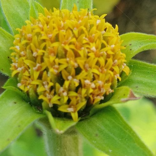 À la fin du cycle, les pétales tombent… les graines continuent de mûrir