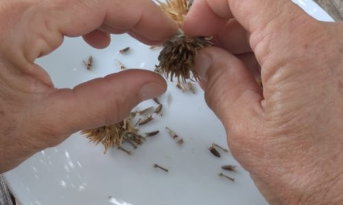 Les fleurs bien sèches permettent de récupérer et trier les graines facilement