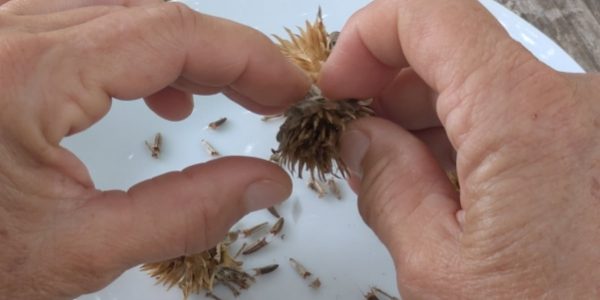 Les fleurs bien sèches permettent de récupérer et trier les graines facilement