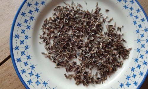 Graines de Tithonia “Yellow Torch” récoltées par Nathalie