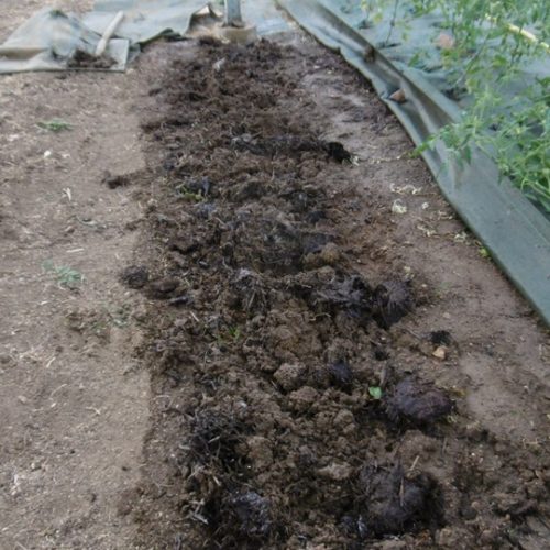 Incorporation de fumier biologique de vache