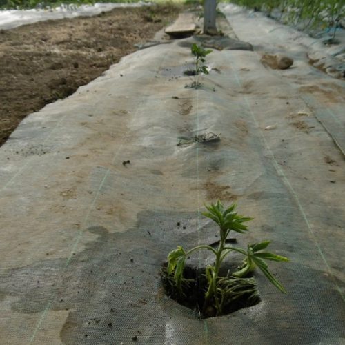 Plantation d’une soixantaine de plants au milieu du tunnel