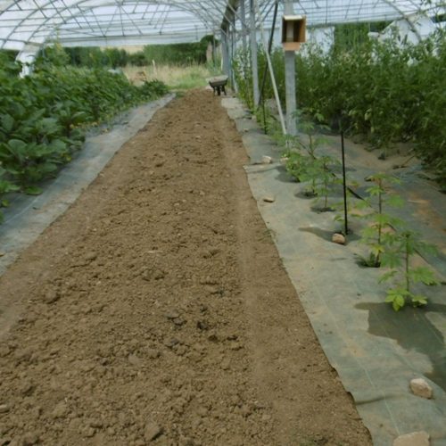 Développement harmonieux des plants