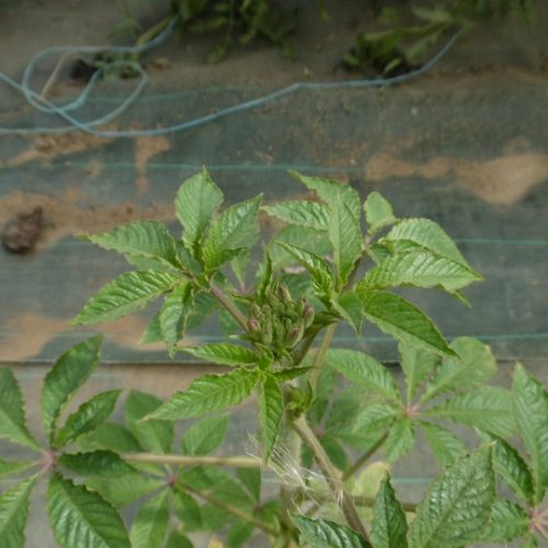 Apparition des premières fleurs