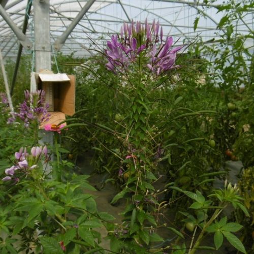 Formation des fruits mi-août