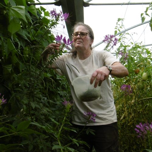 Récolte des fruits contenant les semences au fur et à mesure de leur maturité