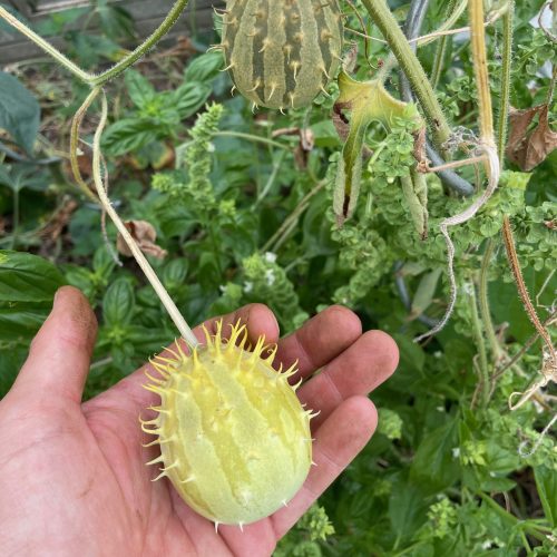 Premier fruit mature