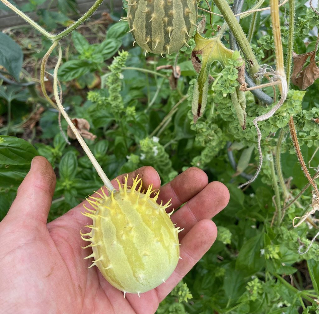 Premier fruit mature