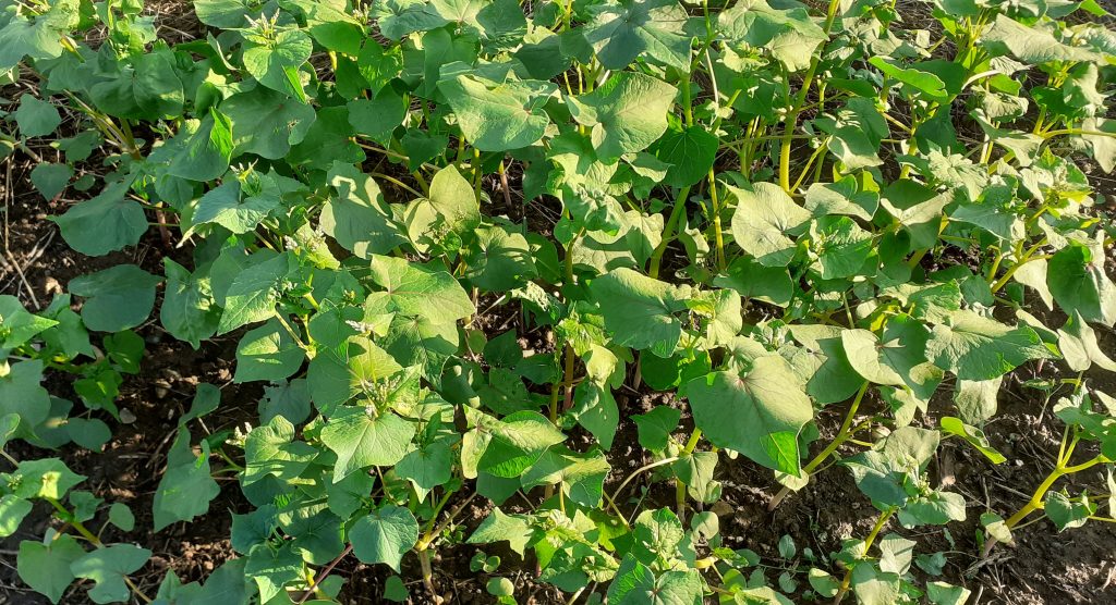 Feuilles triangulaires caractéristiques du sarrasin et grappes de fleurs se formant à l’extrémité des tiges