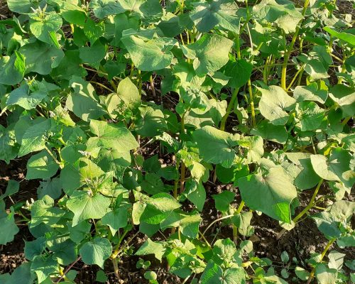 Feuilles triangulaires caractéristiques du sarrasin et grappes de fleurs se formant à l’extrémité des tiges