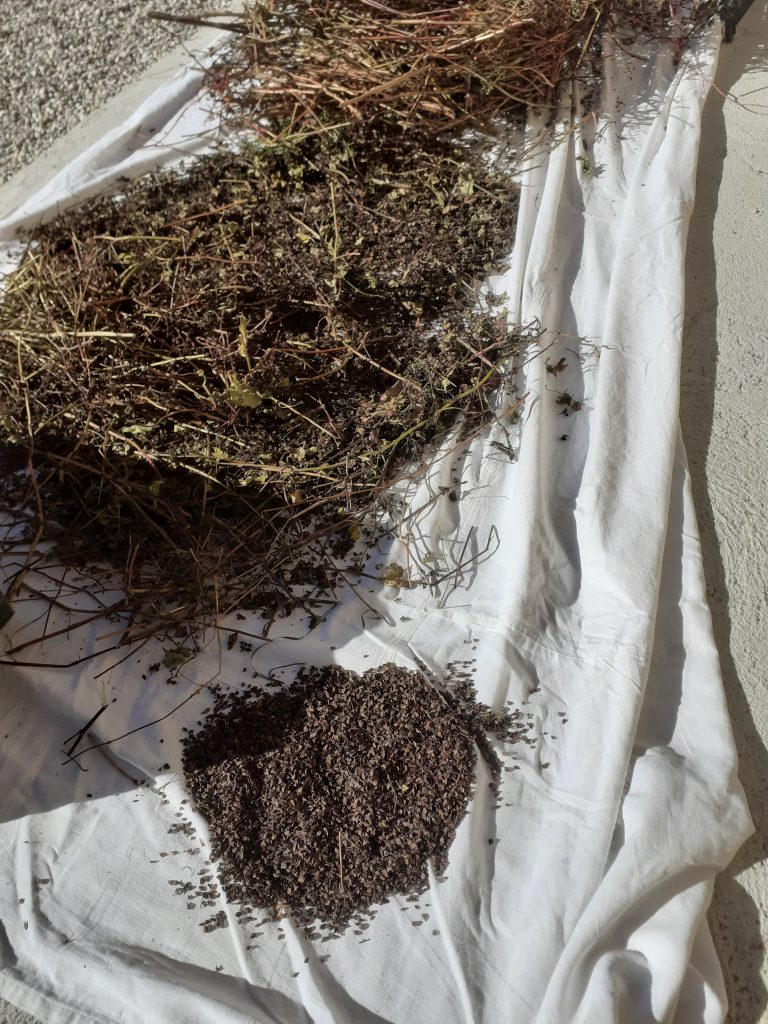 Battage des plants secs au-dessus d’un drap afin de décrocher les graines