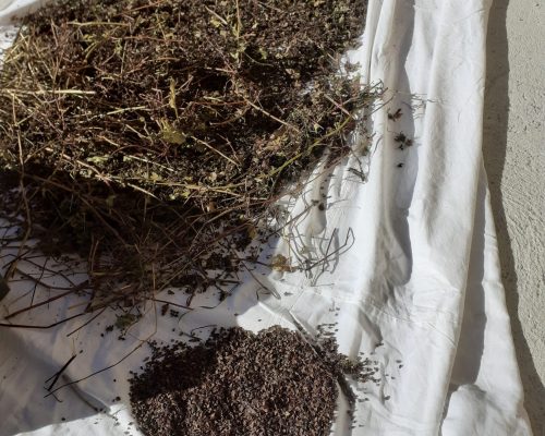 Battage des plants secs au-dessus d’un drap afin de décrocher les graines