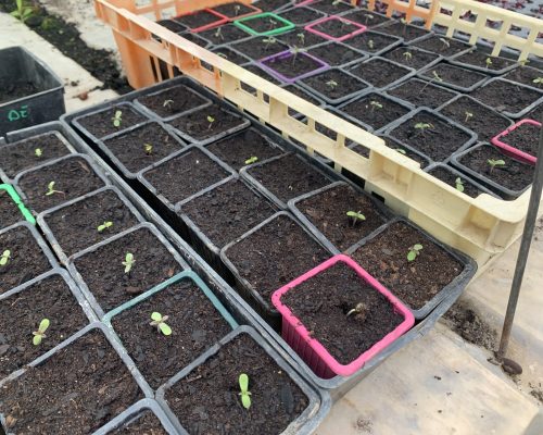 Repiquage des semis en godets individuels