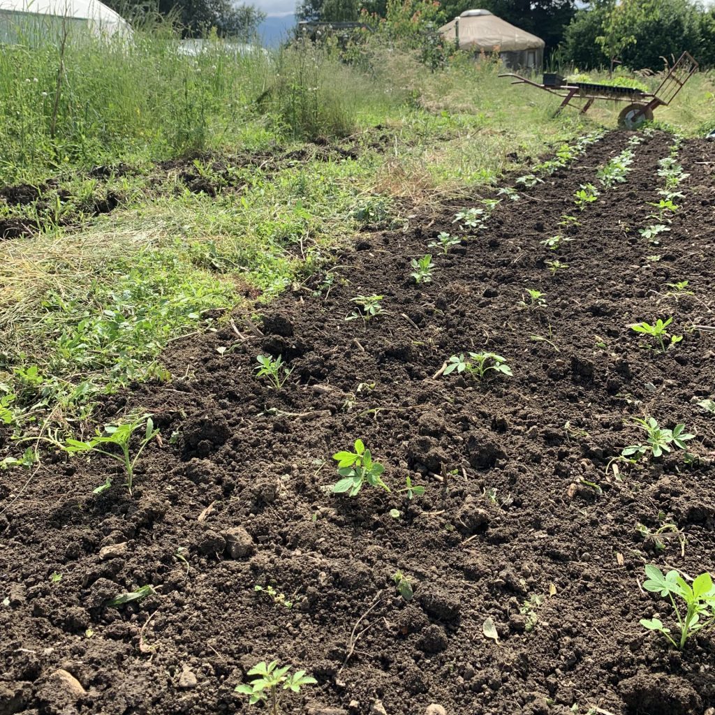 Mise en terre des jeunes plants