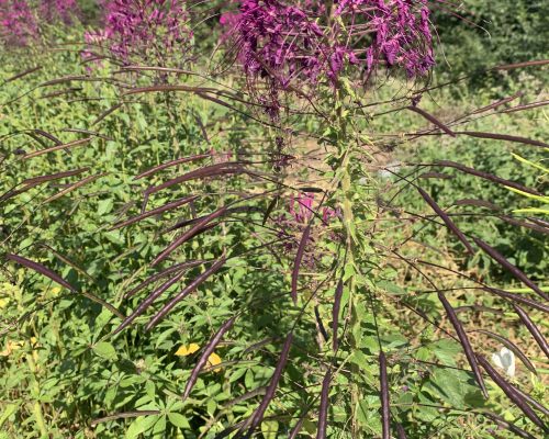 La fleur-araignée avec ses fruits allongés
