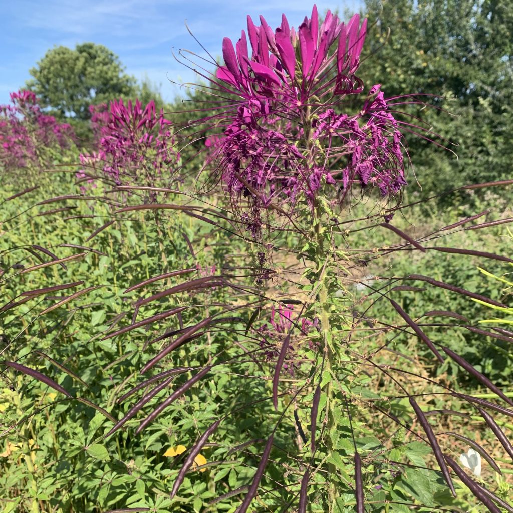 La fleur-araignée avec ses fruits allongés