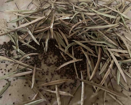 Récolte des graines matures