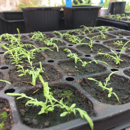 Apparition des premières vraies feuilles de Camomille