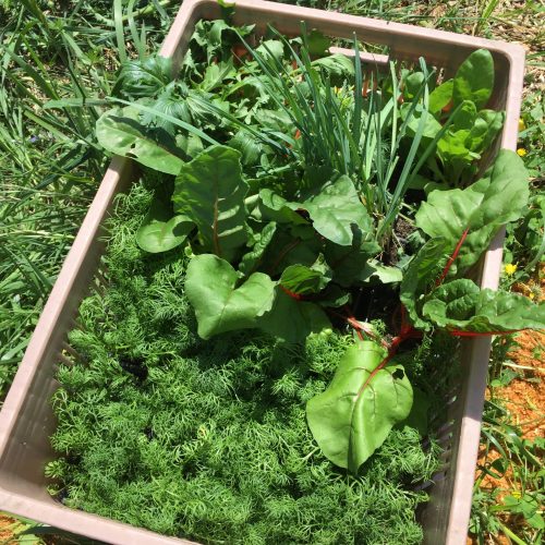 Plants de camomille, côte de Blette, souci et poireau prêts à rejoindre la bande de repiquage