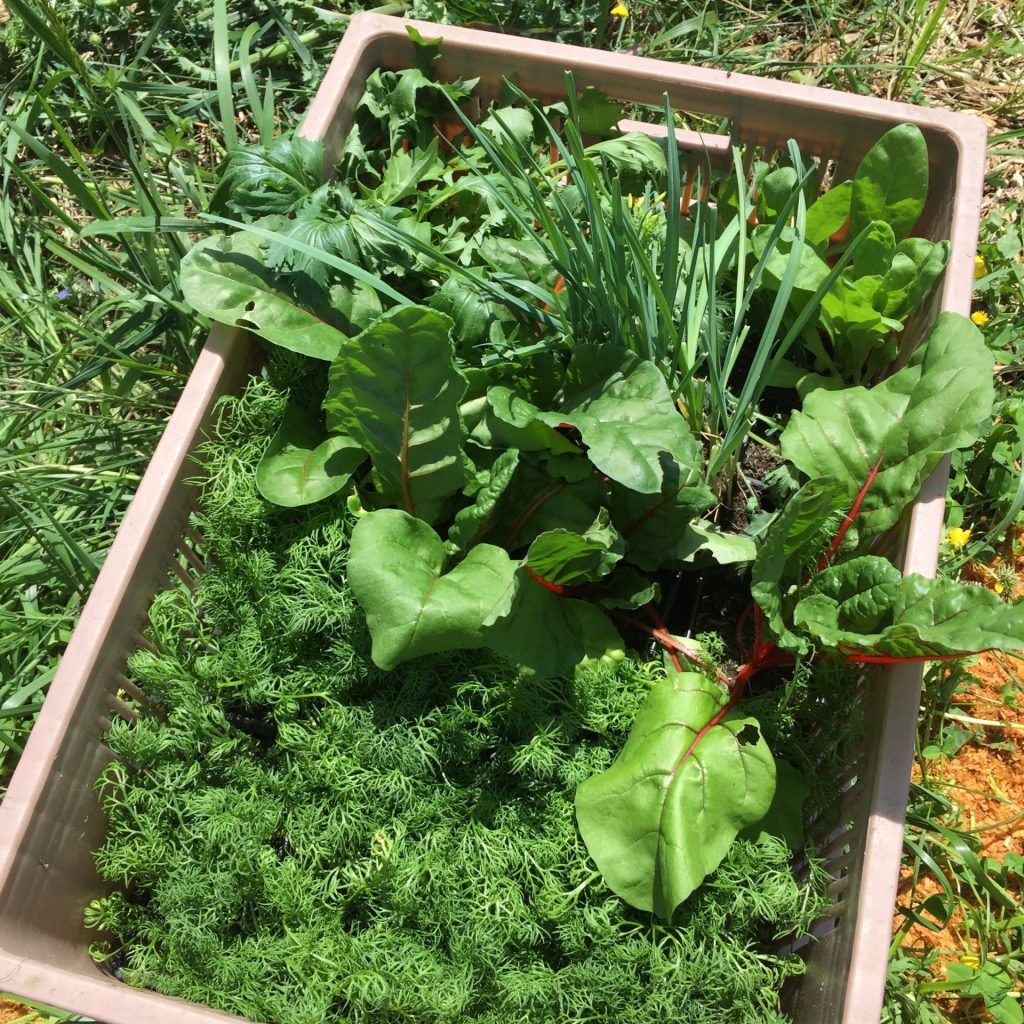 Plants de camomille, côte de Blette, souci et poireau prêts à rejoindre la bande de repiquage