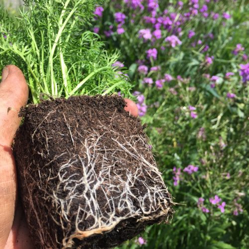 Installation des plantes en pleine terre