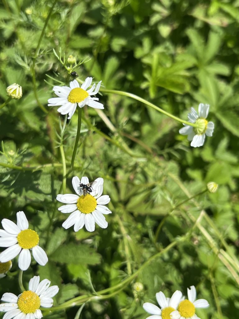 Les pétales de Camomille remplissent leur rôle d’attraction des insectes pollinisateurs