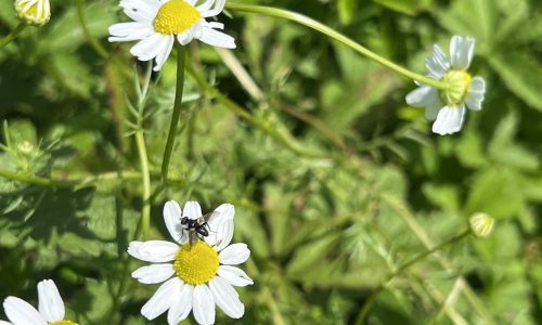 Les pétales de Camomille remplissent leur rôle d’attraction des insectes pollinisateurs