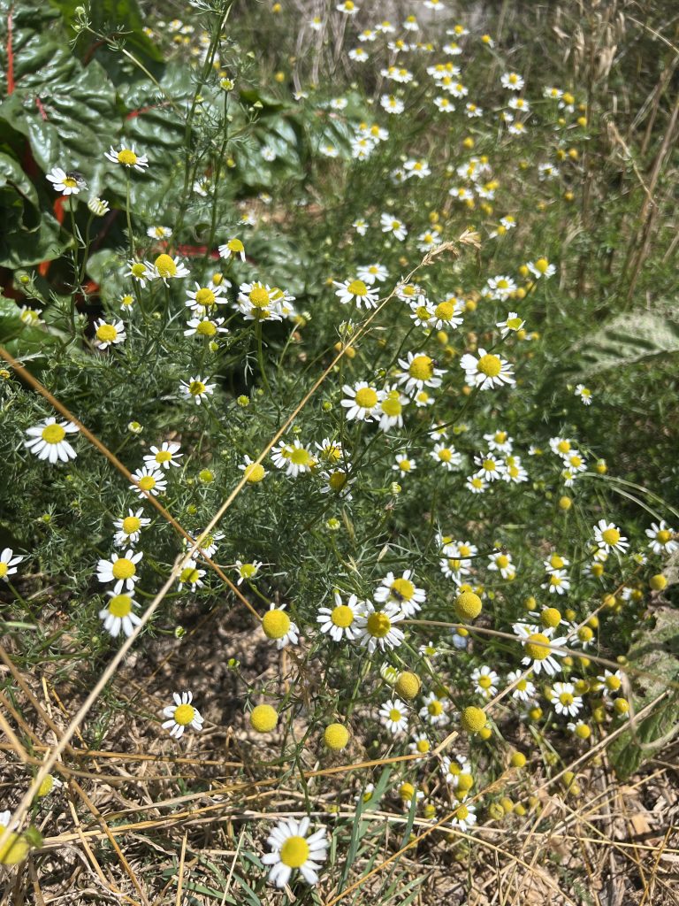 Les fleurs murissent progressivement après pollinisation