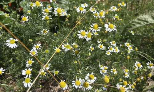 Les fleurs murissent progressivement après pollinisation