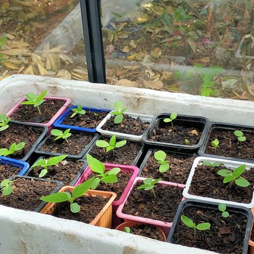 Semis sous un abri chaud et lumineux