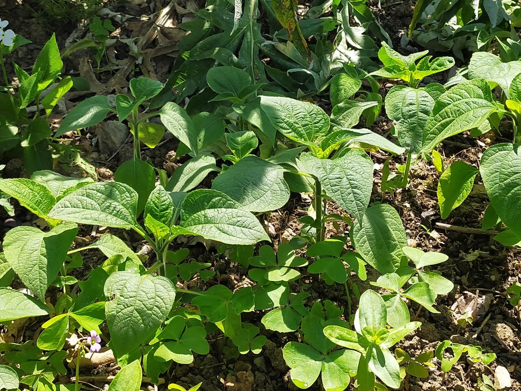 Mise en terre des jeunes plants