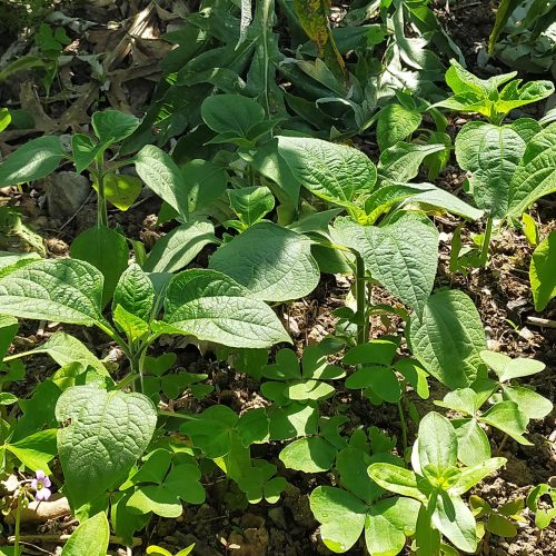 Mise en terre des jeunes plants