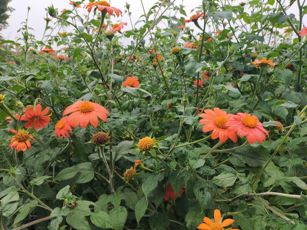 Le tithonia apporte de la grandeur aux jardins d’ornement