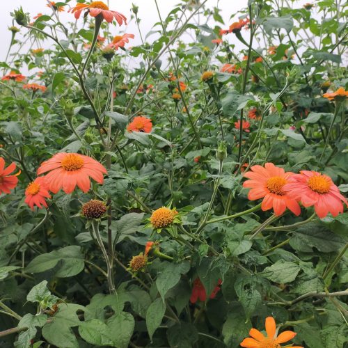 Le tithonia apporte de la grandeur aux jardins d’ornement
