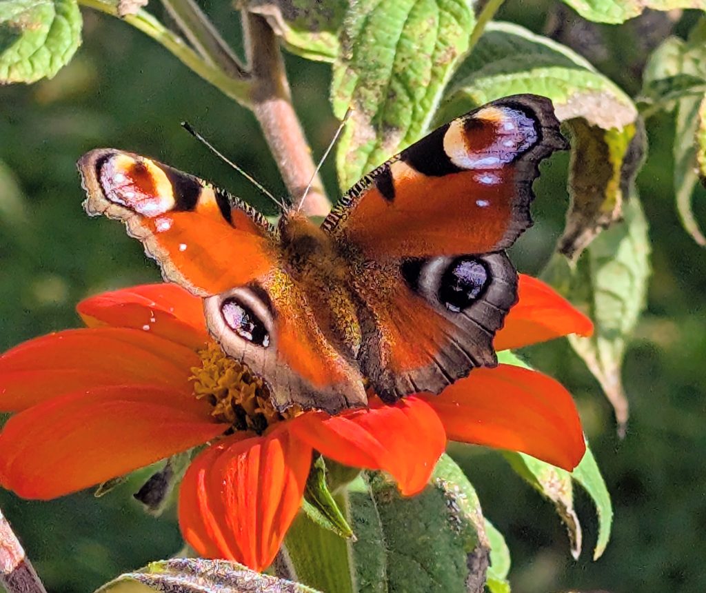 Les pétales presque fluorescents attirent de nombreux insectes