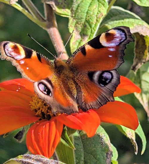 Les pétales presque fluorescents attirent de nombreux insectes