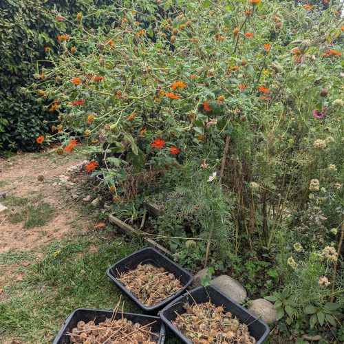 Récolte des inflorescences sèches