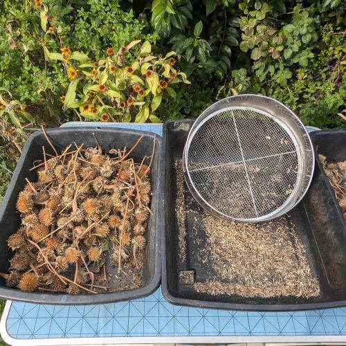 Écarter les débris végétaux au tamis