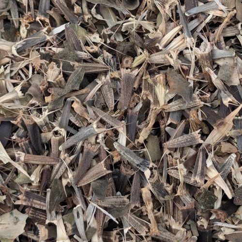 Graines multipliées par Sandrine