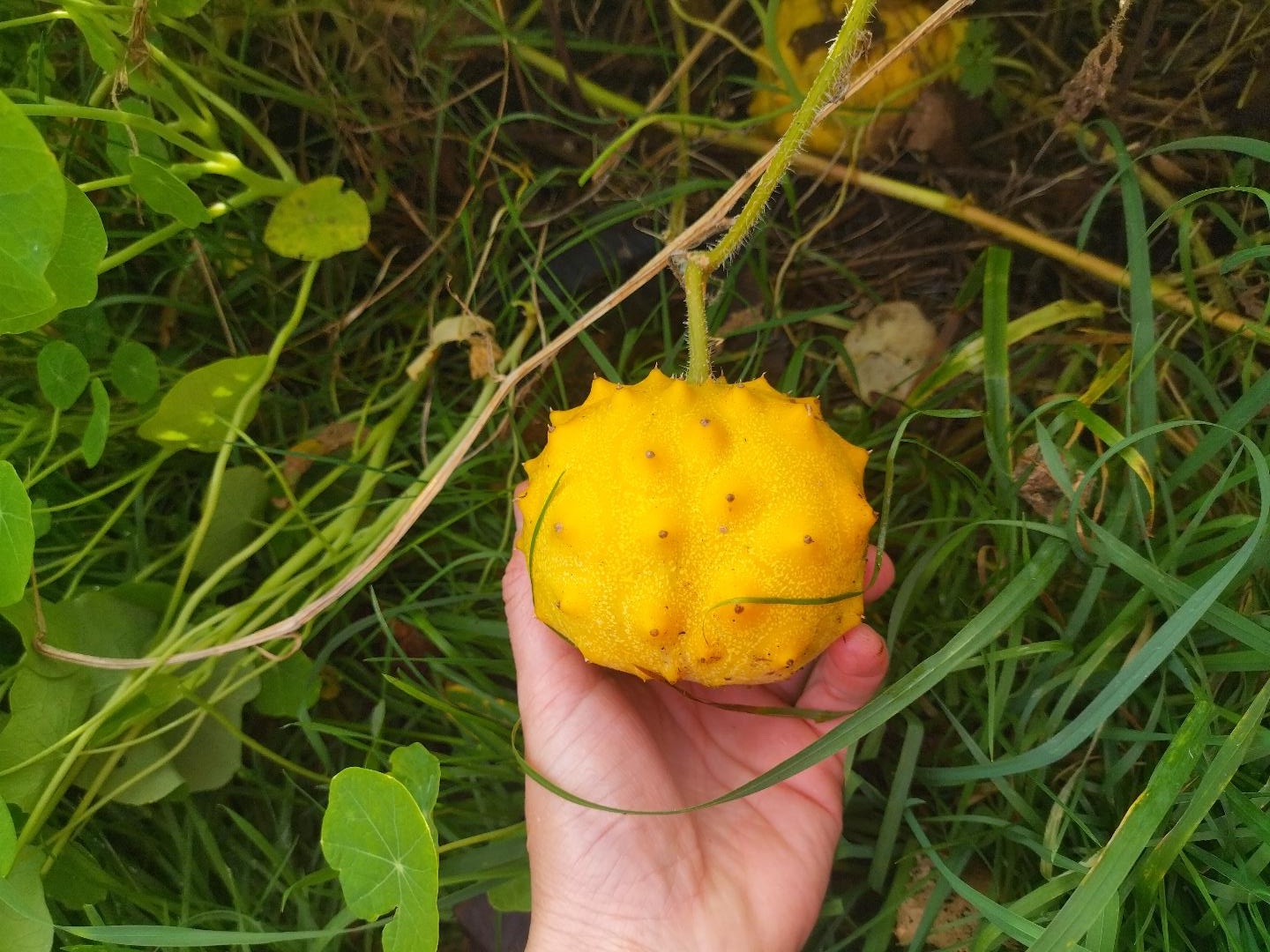 Fruit mature de Kiwano Yelly Round ; bien rond, à l’épiderme épineux et jaune orangé