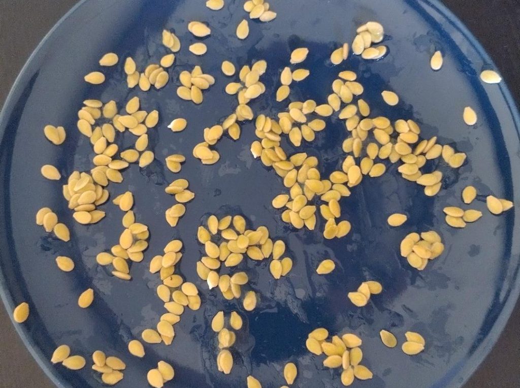 Une belle assiette de graines multipliées par Valérie
