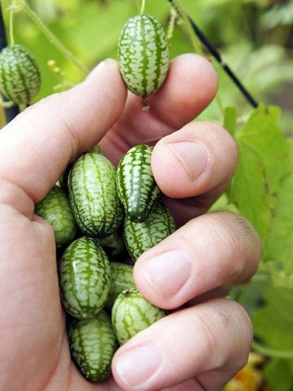 Le concombre à confire est également connu sous le nom de pastèque miniature