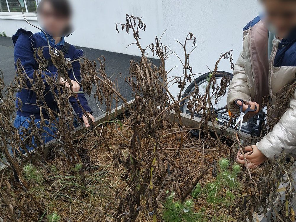 Récolte des gousses refermant 2 à 9 graines chacune