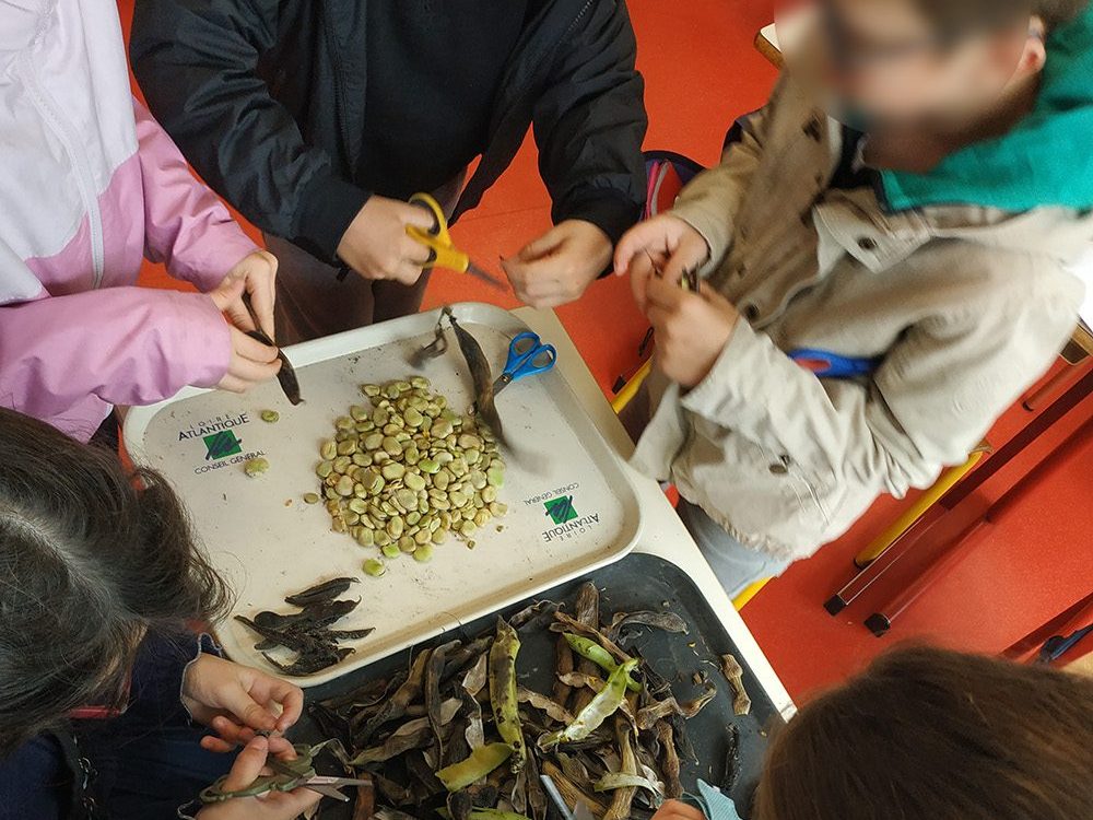 Extraction des graines : un travail d’équipe !