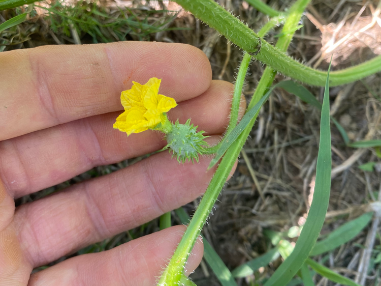 Fleur femelle de Kiwano de Zambię