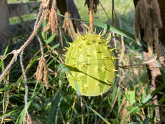 Fruit mûr de Kiwano de Zambie