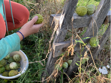 Récolte des fruits complètement murs