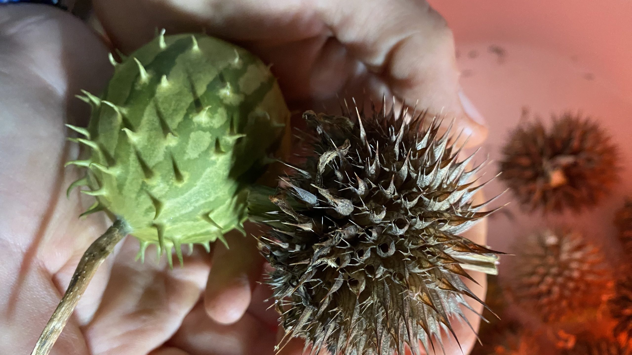 Kiwano de Zambie et inflorescence sèche de léonotis